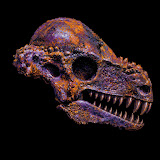 Fossil