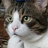 La Vie des Chats