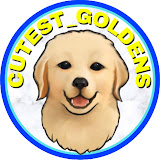 Cutest Goldens