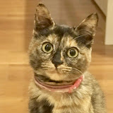 たっちゃん (Tacchan)