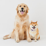 UNI and OKARA